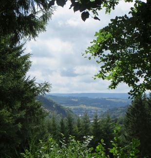 A view of a forest (unsplash/© Gerben van der Leun)
