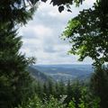 A view of a forest (unsplash/© Gerben van der Leun)