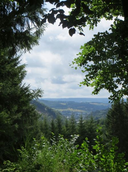 A view of a forest (unsplash/© Gerben van der Leun)