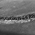 Universiteitsstudenten lopen de kruisweg met don Giussani, 1976 (© Fraternità di CL)